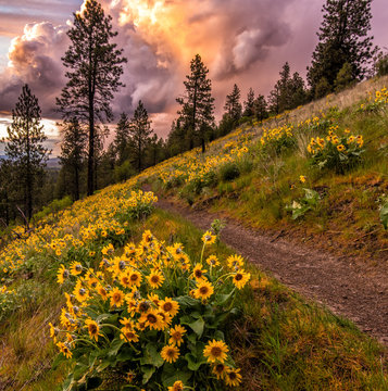 Stormy sunset and wildflowers on Spokane's South Hill Bluffs