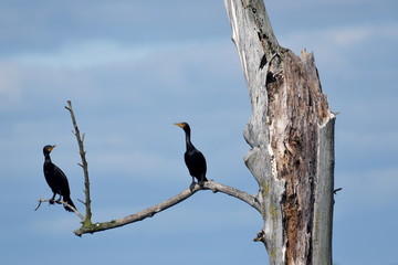 2 Double crested Comorants 