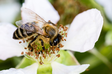 The European bee pollinating a white small flower