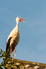 Beautiful stork sitting on the roof