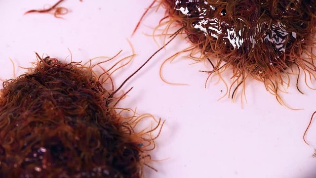larvae as a single body squirm and react to the environment