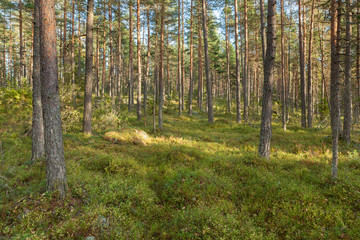 Pine forest in Finland