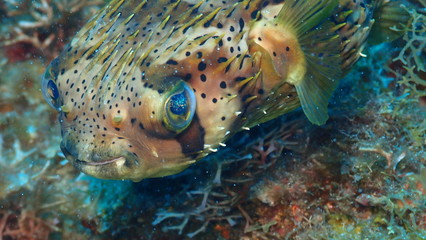 Faune Marine