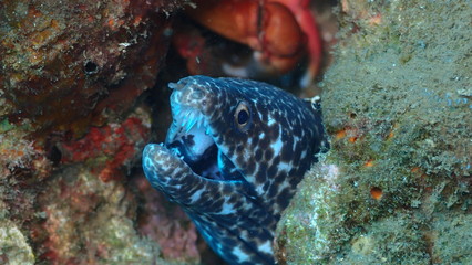 Faune Marine