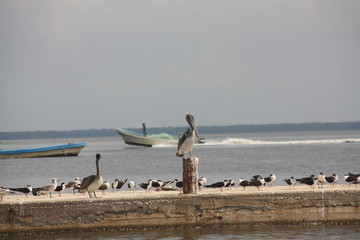 Playa y muelle sánchez magallanes, huimanguillo, tabasco, mexico