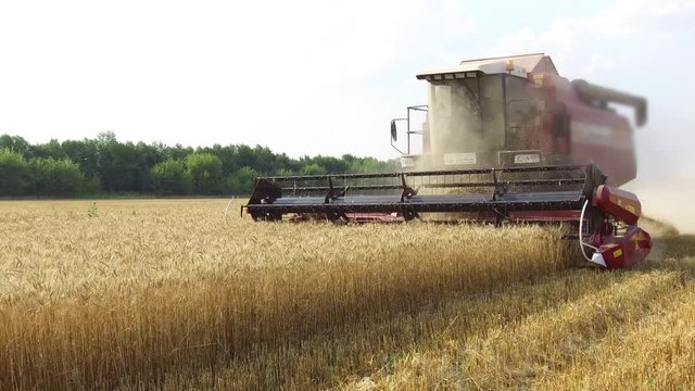 The combine harvests wheat agriculture. Agriculture harvesting combine harvester. steadicam video shot motion