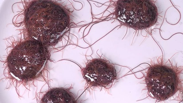 larvae as a single body squirm and react to the environment