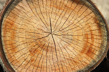 texture of tree stump. Sawed timber wood background