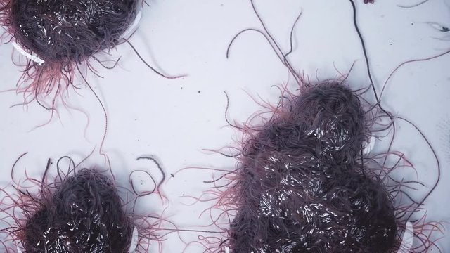 larvae as a single body squirm and react to the environment