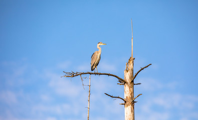 A grey Heron, Ardea cinerea, sitting on a dead tree in Birkenes, Norway