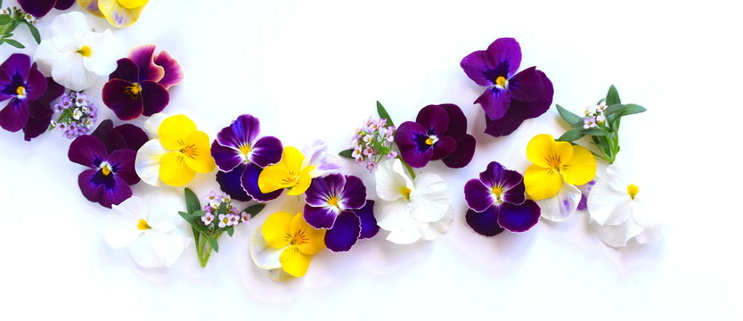 春の花、ビオラとパンジーの花びら、白バック、ガーデニングの背景素材