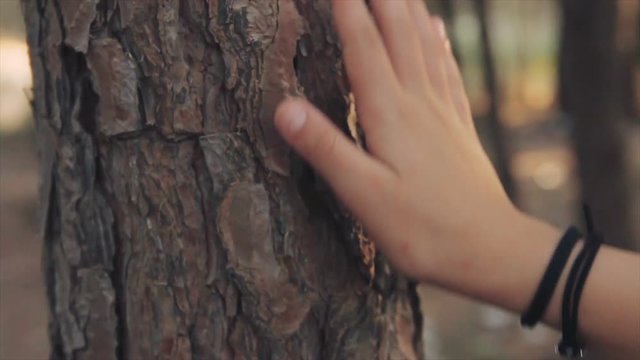 Closeup on little girl hand that touching on tree trunk in the forest