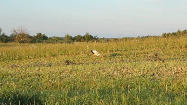 Adult white stork walking on the field and looking for food. The bird eats the mole cricket, worms, insects. The action takes place at sunset. The stork is very careful.