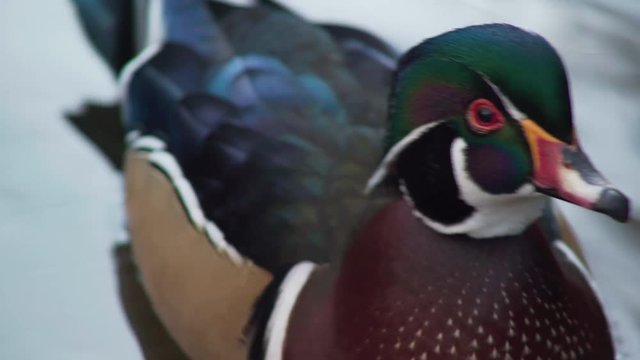 Duck Closeup