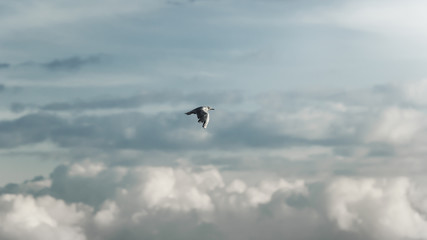Fototapeta na wymiar Eine Möwe fliegt vor blauem himmel mit wolken - bodensee, deutschland