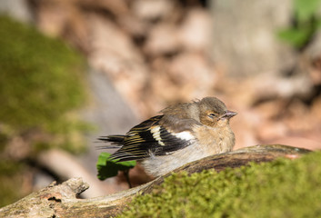 Sick Common Chaffinch Bird On The Ground
