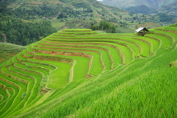 Obraz premium Rice terrace in Mu Cang Chai, Vietnam