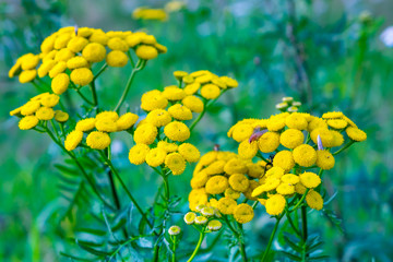 Tansy flower on green natural background