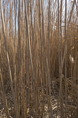Riesen-Chinaschilf (Miscanthus × giganteus)