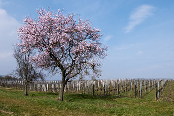 Mandelbaumblüte(Prunus dulcis)