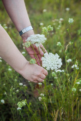 Collecting medicinal herbs from the meadows © misalukic