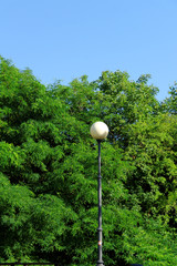 lantern against the bush