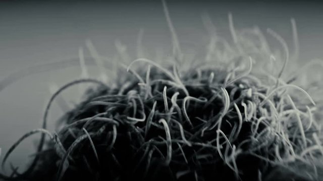 larvae as a single body squirm and react to the environment