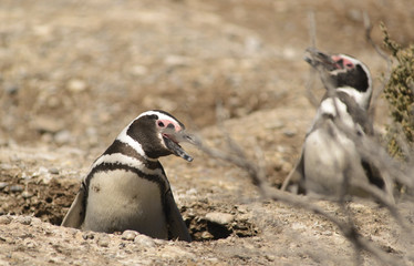 Pinguino de Magallanes, costa  Atlantica Argentina