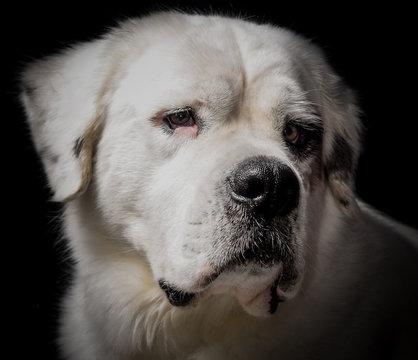 BARTOLOMEU