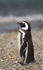 Naklejka premium Pinguino de Magallanes, costa Atlantica Argentina