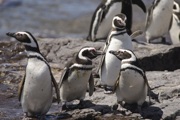 Pinguino de Magallanes, costa  Atlantica Argentina