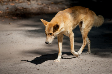 Fototapeta na wymiar Dingo on Fraser 2