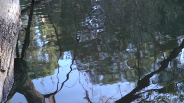 Pan to Ducks in Water