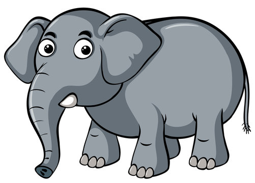 Gray elephant on white background