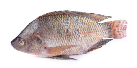 Fresh tilapia isolated on white background.
