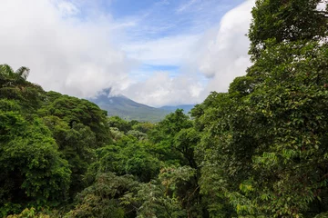 Lush rainforest canopy view