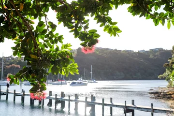 Poster Pohutukawa tree and flowers at Kerikeri, New Zealand, NZ with boats and pier in background © corners74