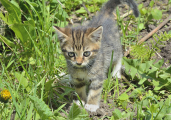 Kitten in grass 2