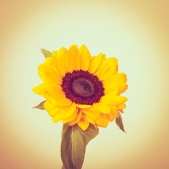 Yellow sunflower on bright background