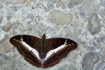 Butterfly from the Taiwan (Parasarpa dudu jinamitra) Purple single butterfly
