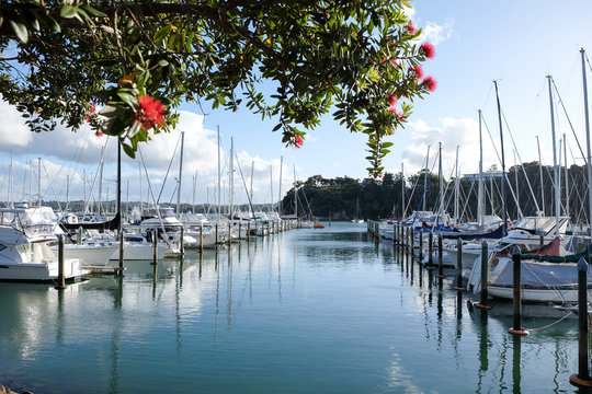 Summer at Doves Bay Marina Kerikeri, New Zealand, NZ, with pohutukawa tree and flowers