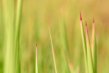 Abstract Grass green red