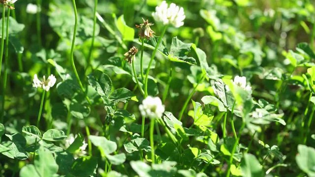 green clover with white flowers at the sunny day, dolly motion