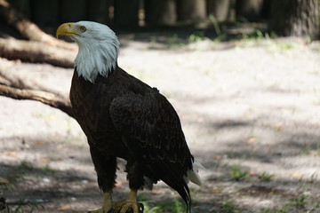 national bird
