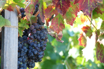Vineyard Grapes of Wine country