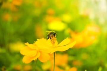 Insect on natural flower garden on holiday