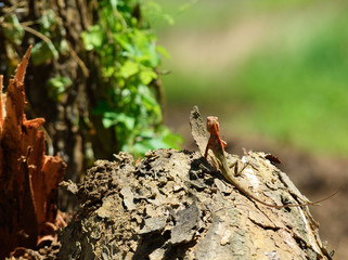 Lizard, Iguana