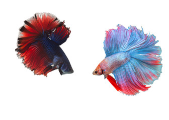 Fototapeta premium Fighting fish isolated on white background.