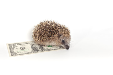 Hedgehog on top of a dollar bill on white background.