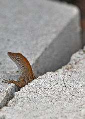 Lizard Peeking from Stone